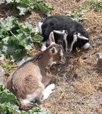 Камерунська коза - цап