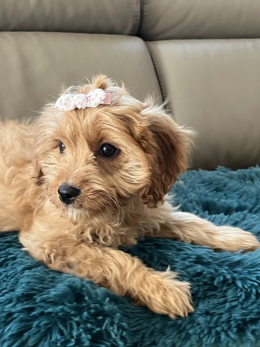 Cudowna suczka cavapoo do odbioru