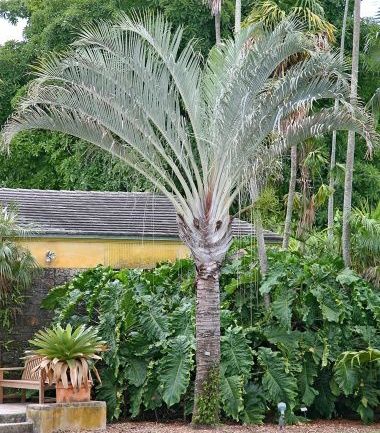 Marcante palmeira triangular Dypsis decaryi