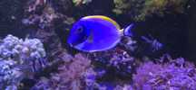 Acanthurus leucosternon