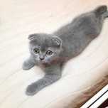 Scottish Fold Azul Macho