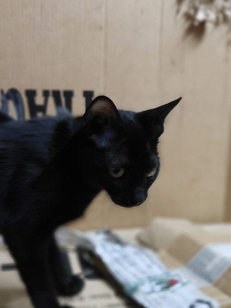Gatos para adoção