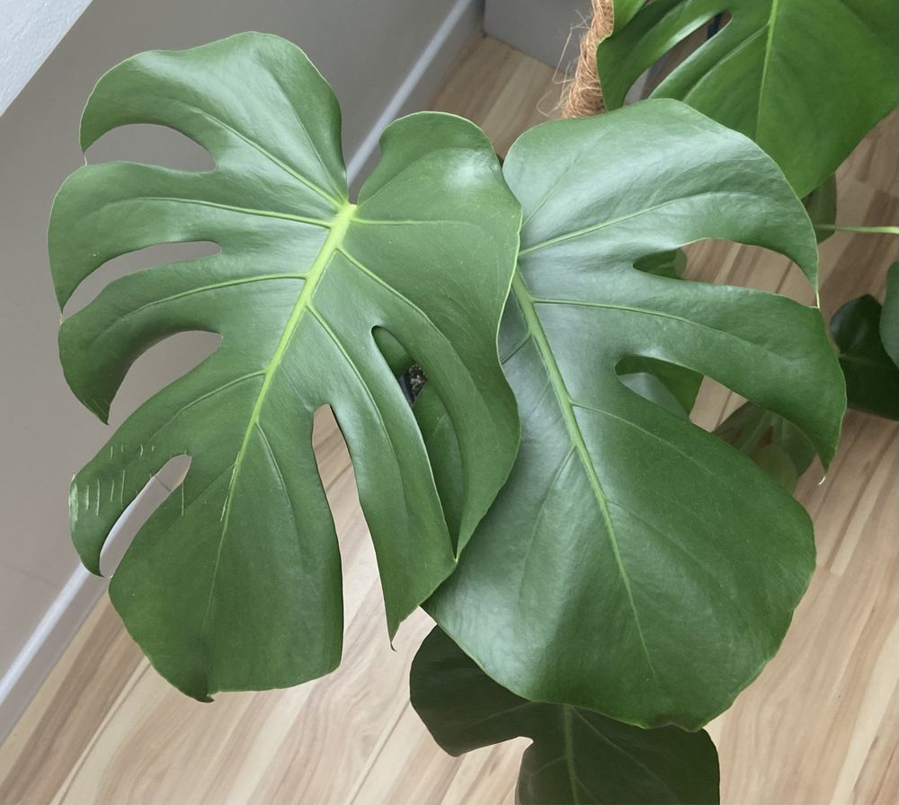 Monstera deliciosa 100 cm wysokości