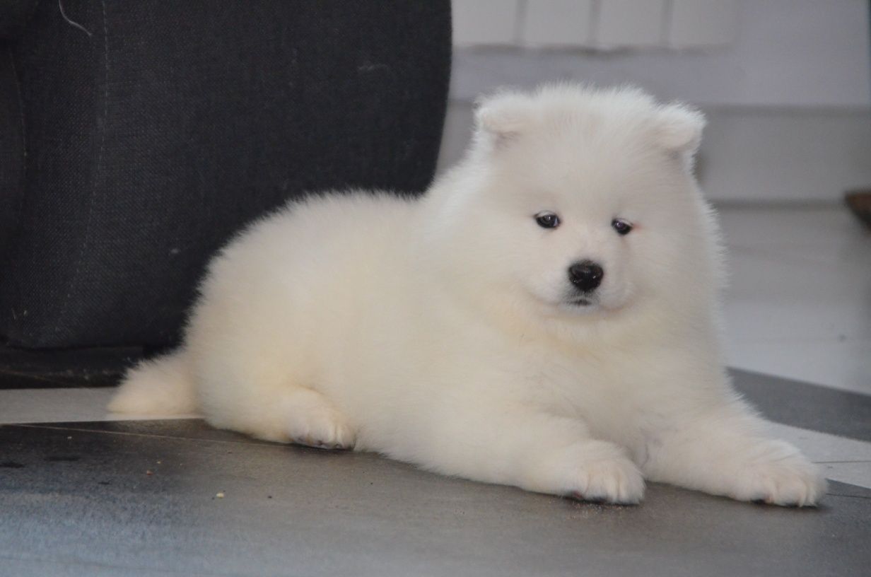 Samoyed ZKwP FCI