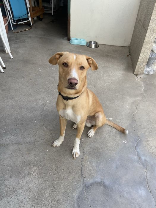 Cao para adocao tem 1 ano