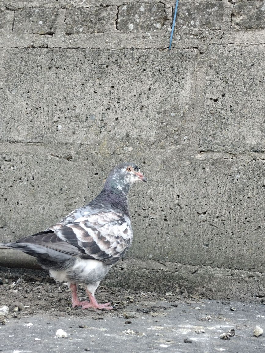 Sprzedam młode kingi