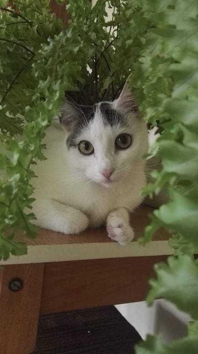 Niunia szuka domu możliwy transport grzecznościowo -aktualne