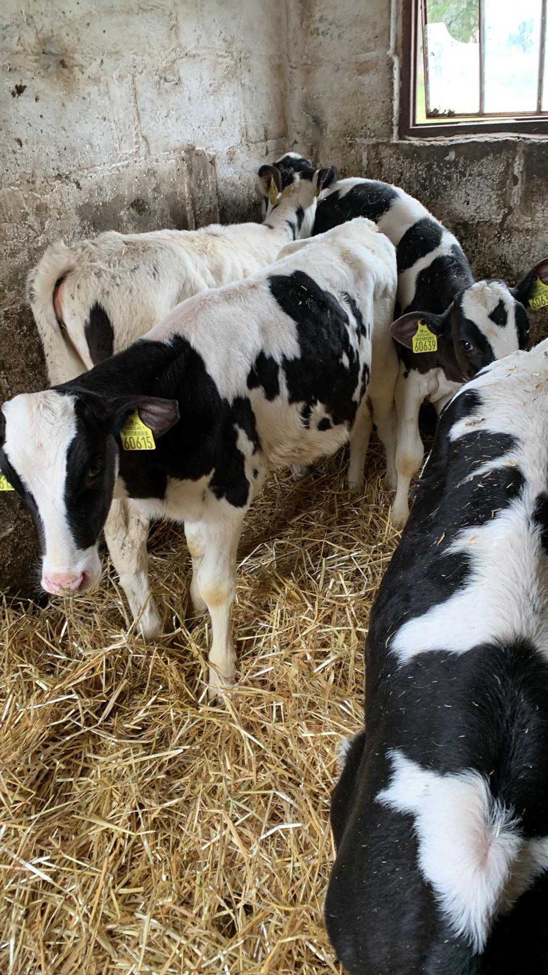 Sprzedam cztery jałoszki, 3 miesięczne mleczne rasy ho.