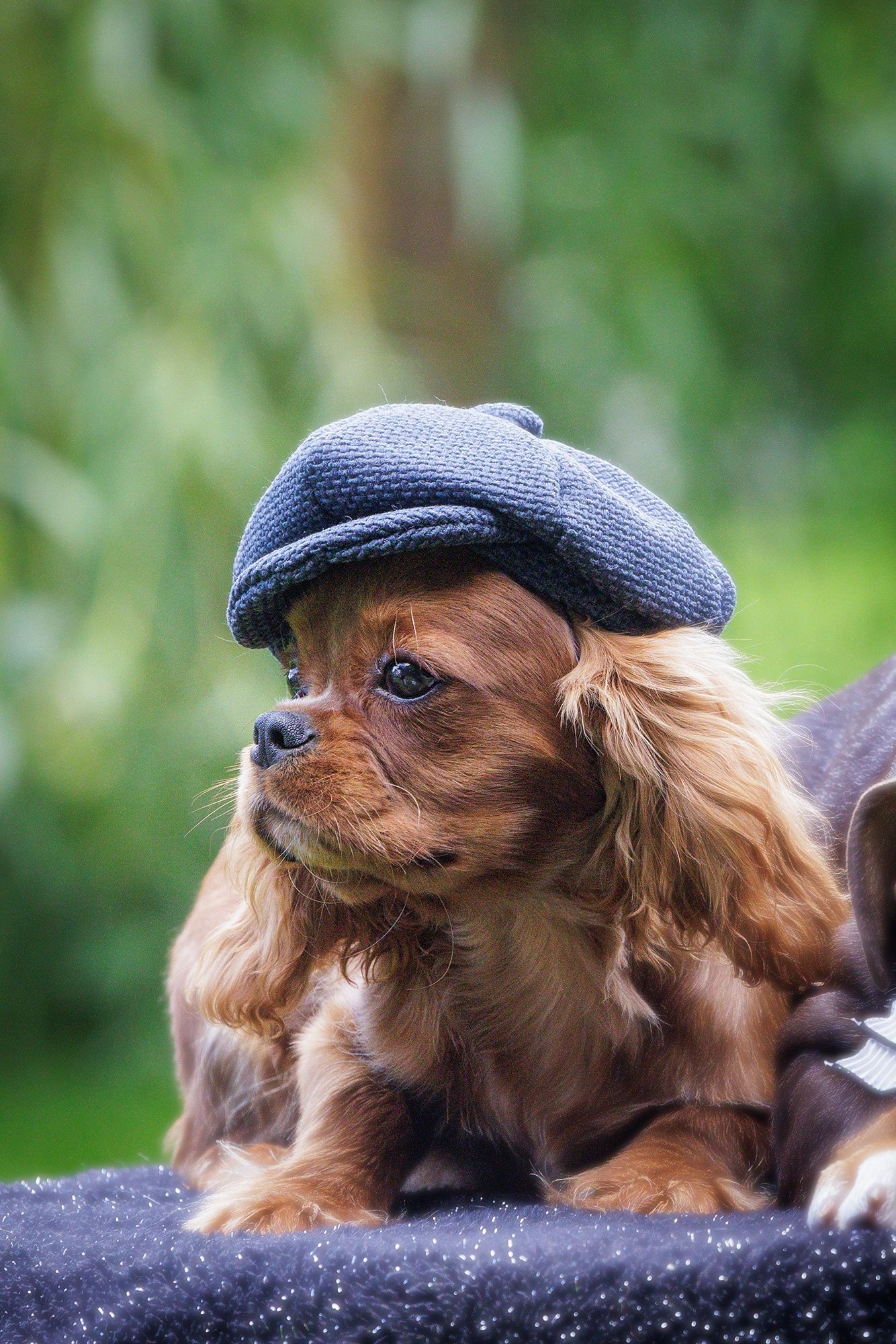 Cavalier King Charles Spaniel* Chłopczyk* Lupin gotowy do odbioru