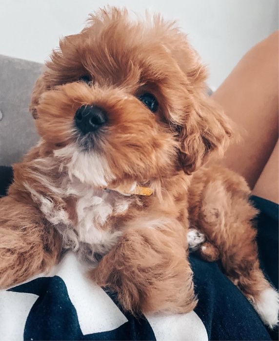 Міні мальтіпу хлопчик – ідеальний друг для вашої сім’ї!