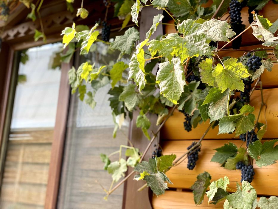 Здам подобово два дерев'яні будинки в Карпатах: Маєток  «LINDEN GROVE»