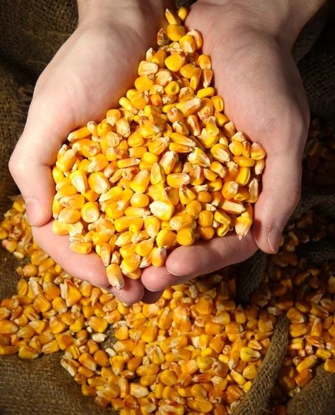 Продам кукурузу 2025 г
