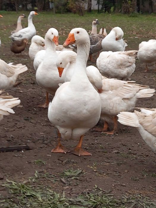 Sprzedam gęsi białe kołudzkie