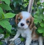Cavalier King Charles Spaniel suczka z rodowodem