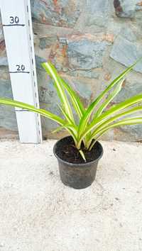 Planta Clorofitos