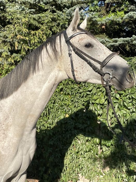 3,5 letni ogierek czystej krwi arabskiej