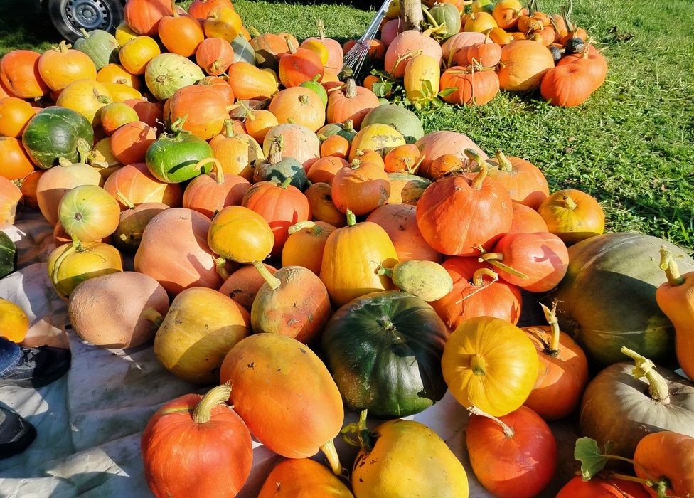 Dynia ekologiczna BIO niepryskana Hokkaido i inne