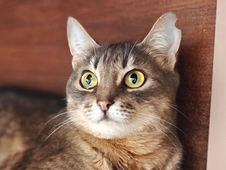 Ніжна кішечка Мурка шукає дім, 1 рік, кішка