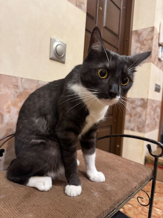 Віддамо котика один рік