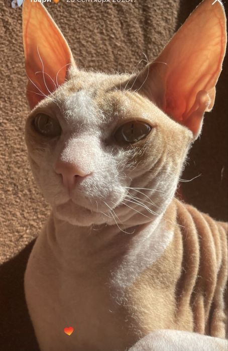 Отдам сфинкса в любящие руки