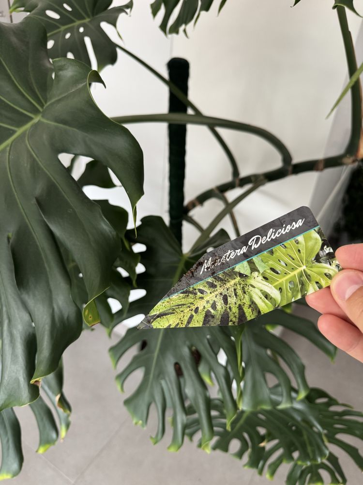 Monstera deliciosa gigante