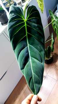Sadzonka Philodendron Melanochrysum Roślina