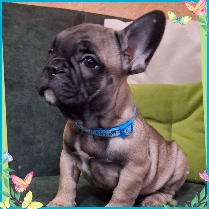 Красунчики цуцики