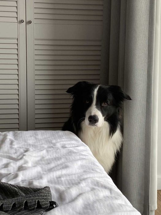 Border Collie reproduktor