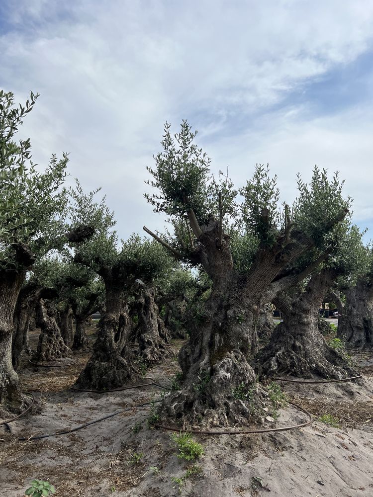 Venda de Plantas/Árvores