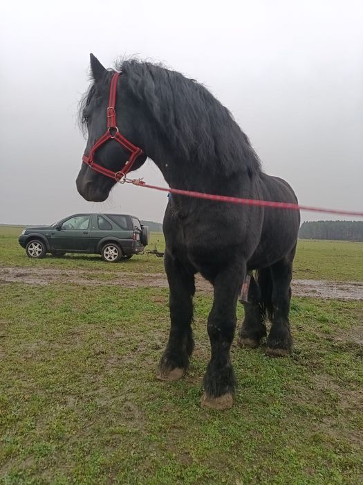 Ogier sztum reproduktor