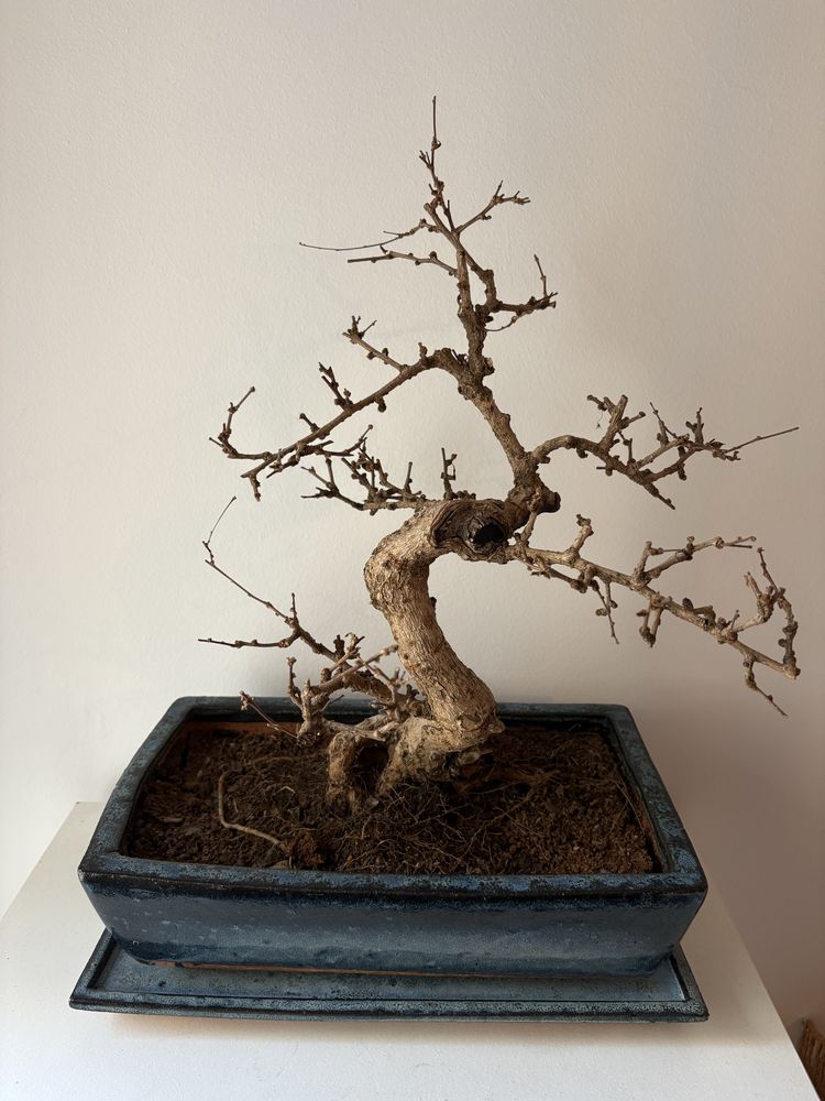 Tronco bonsai aquario