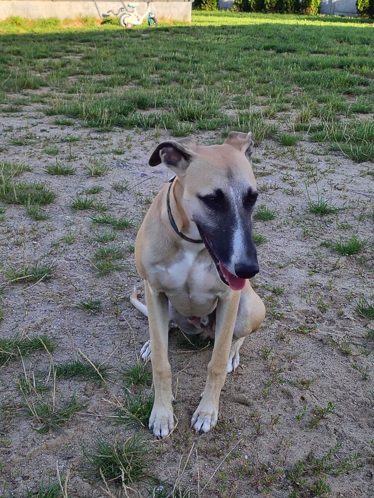 Chart angielski whippet - Pies FCI
