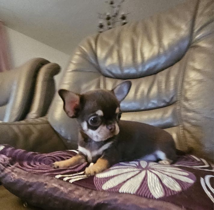 Chihuahua brązowa suczka