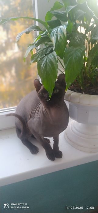 Ельф сфінкс  дуже ласкавий і ніжний