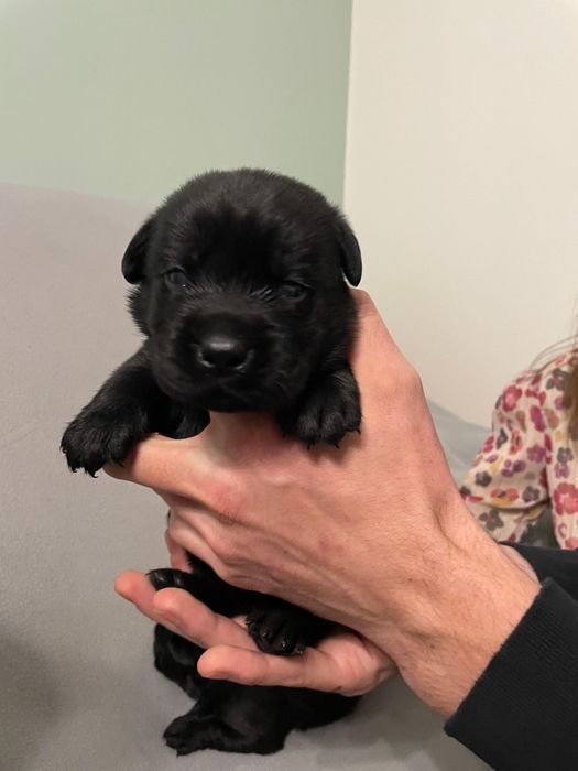 Szczeniak Labradora czarny