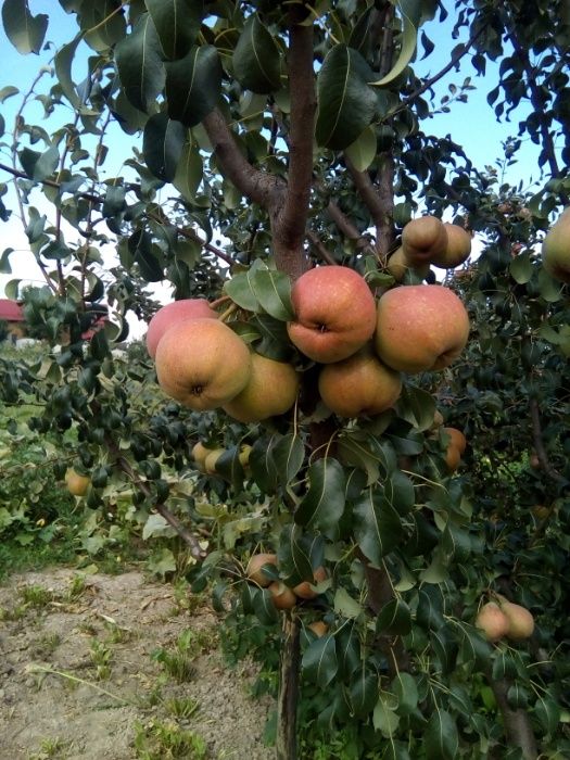 Продам приватизовану земельну ділянку 16,2с під будівництво будинку.