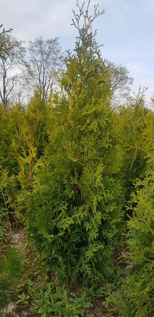 Promocja Okazja 120 cm Tuja Thuja Kolumna Żywopłot Szpaler