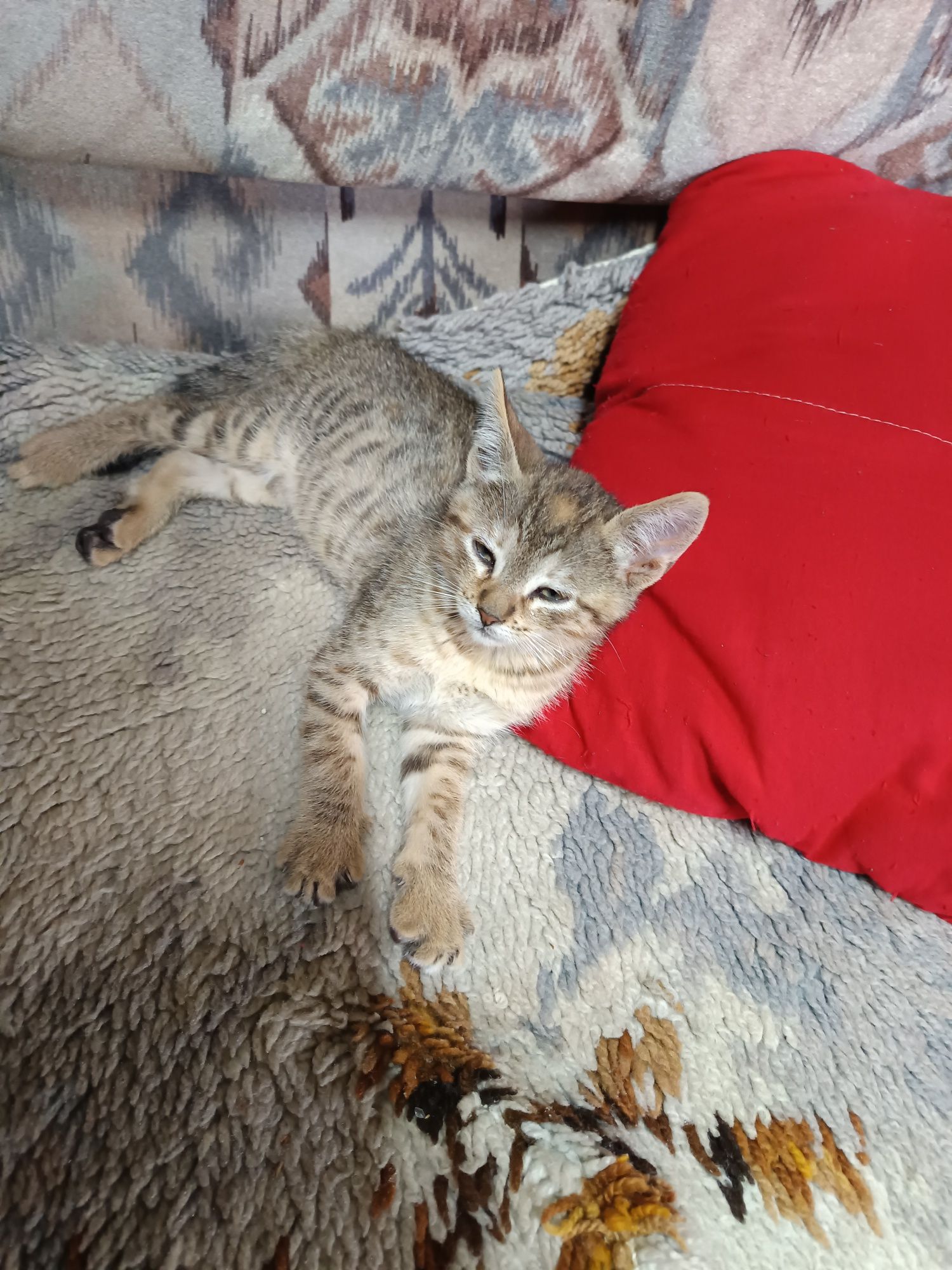 Gatinhos para adoção