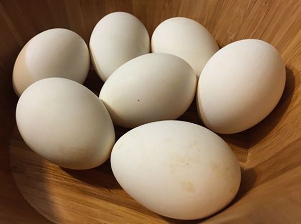 Інкубаційні яйця гусей