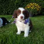 Border Collie szczenię