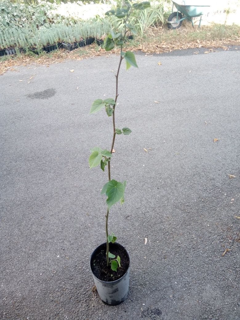 Venda planta tília