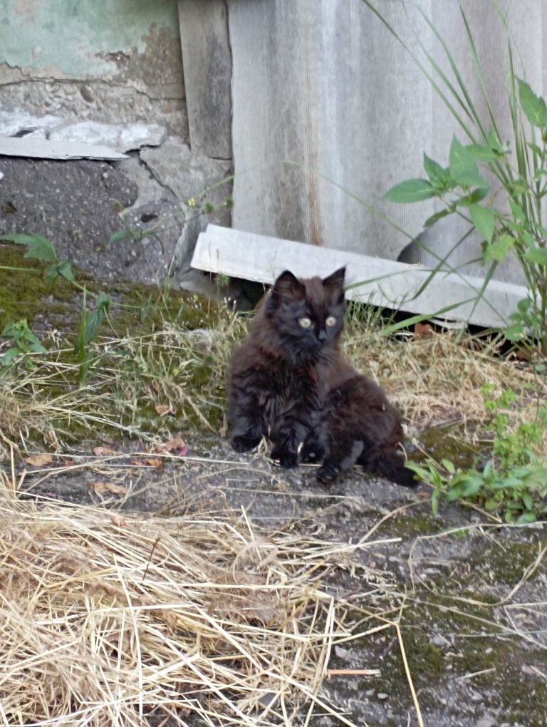 Котики безкоштовно