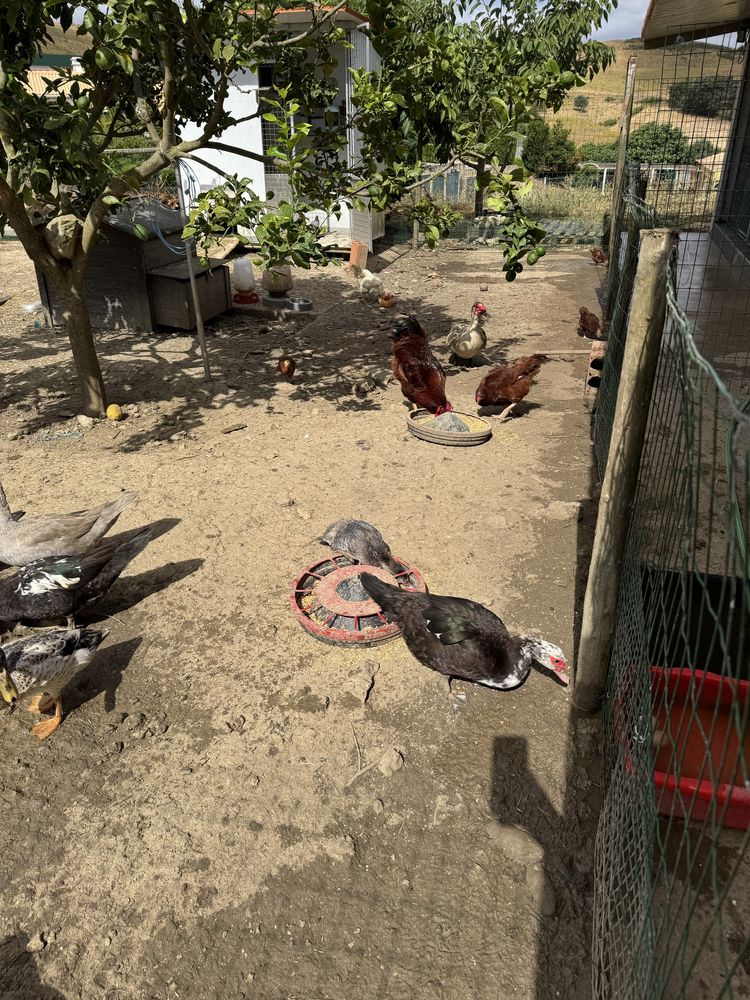Patos e galinhas