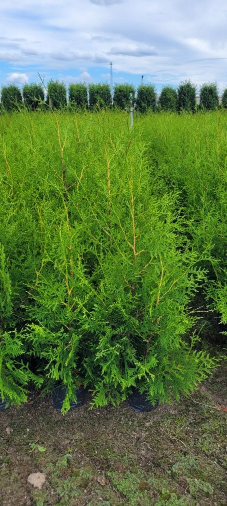 Tuja Brabant 160 cm tuje 140 thuja poznan drwesa