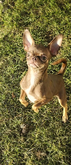 Chihuahua suczka choco tricolor *** Mocha***