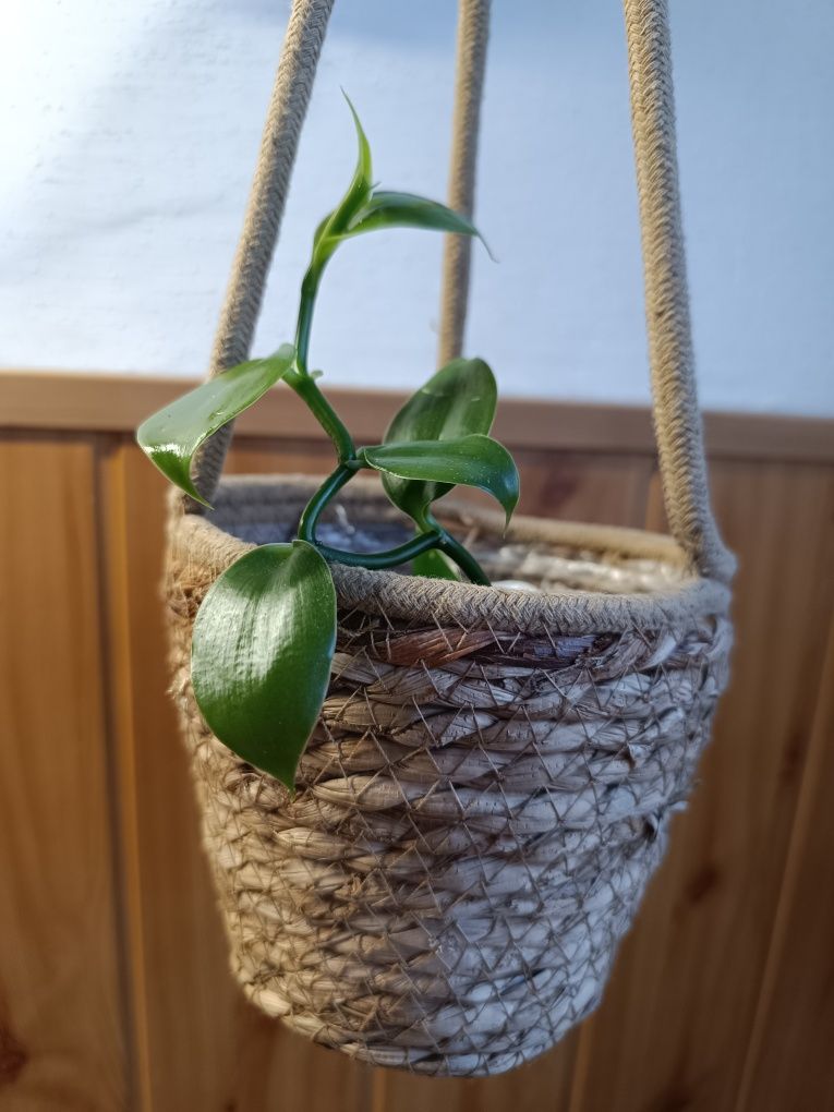 Vanilia planifolia Storczyk