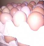 Ovos de galinhas do campo