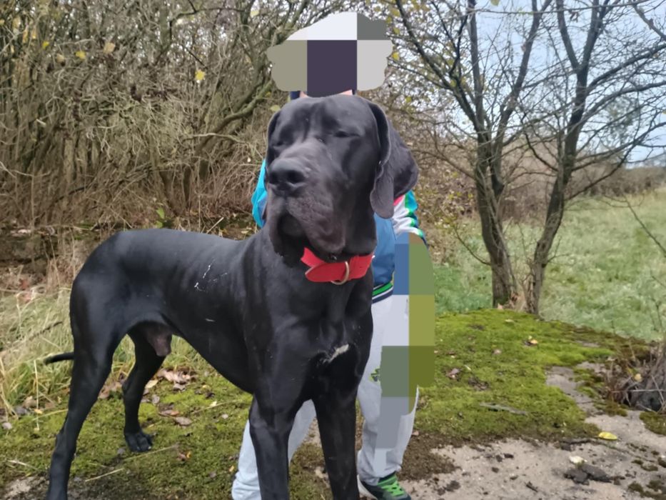 Dog niemiecki za darmo