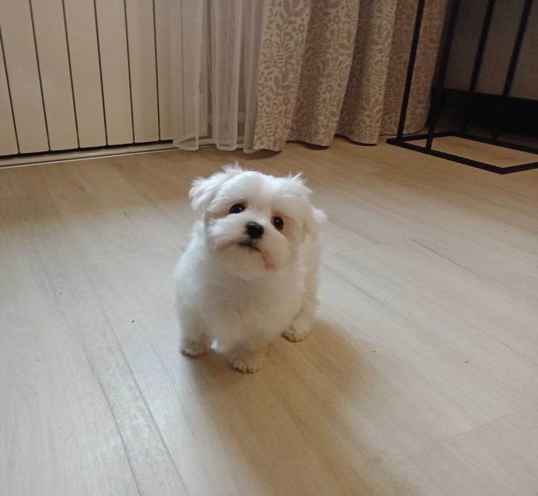 Maltańczyk piękny piesek