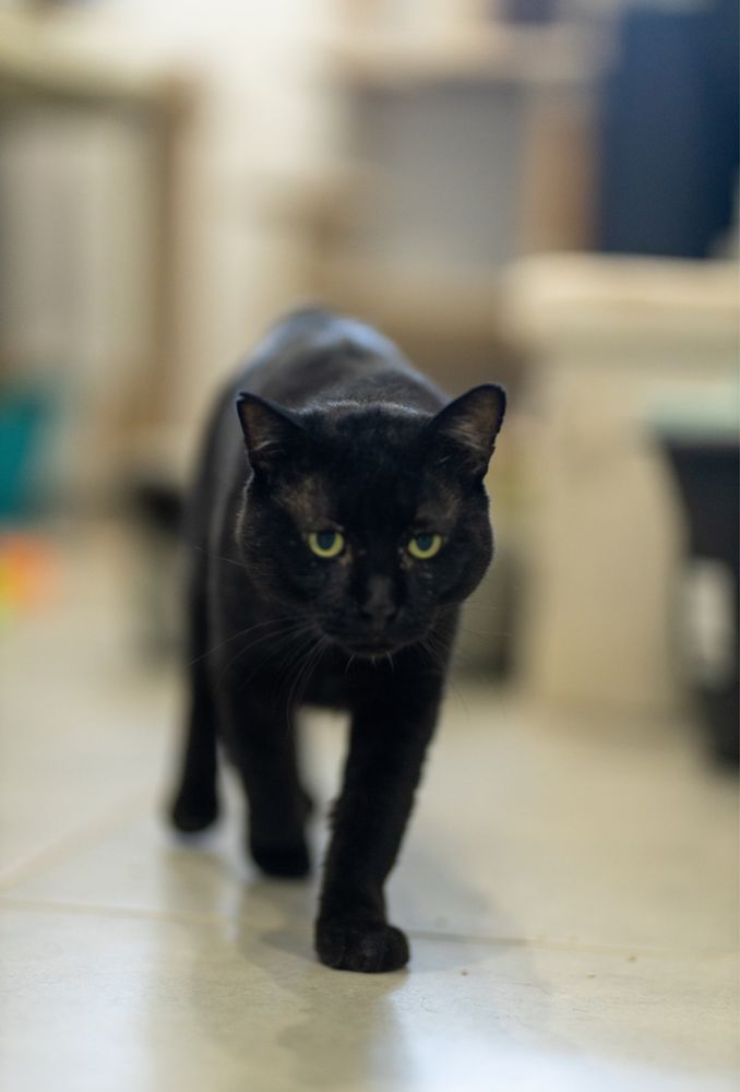 IKA - gato para adoção responsavel
